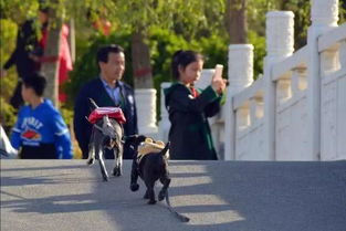 母子路边偶遇4只未牵绳大狗冷静应对